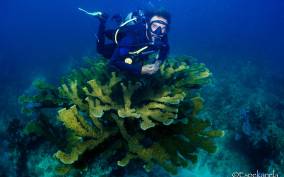 Discover Scuba Diving: Costa Maya's reef experience