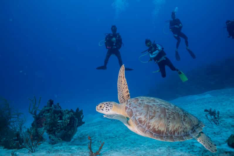Discover Scuba Diving Mahahual reef experience GetYourGuide