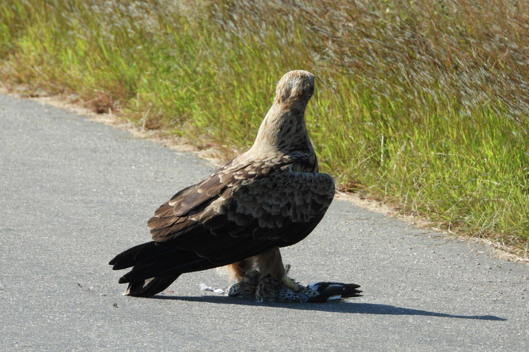 Von Johannesburg aus: 2-tägige Krüger-Nationalpark-Zeltsafari