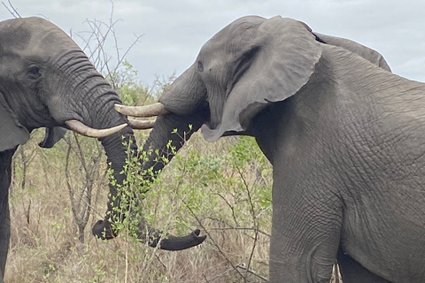 Från Johannesburg: 2-dagars safari med tält i Kruger nationalpark