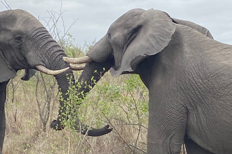 Au départ de Johannesburg : Safari de 2 jours dans le parc national Kruger (sous tente)