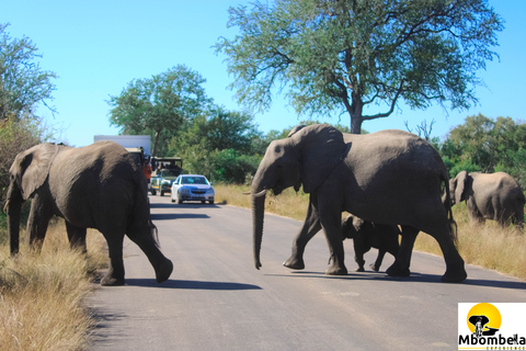 Von Johannesburg aus: 2-tägige Krüger-Nationalpark-Zeltsafari