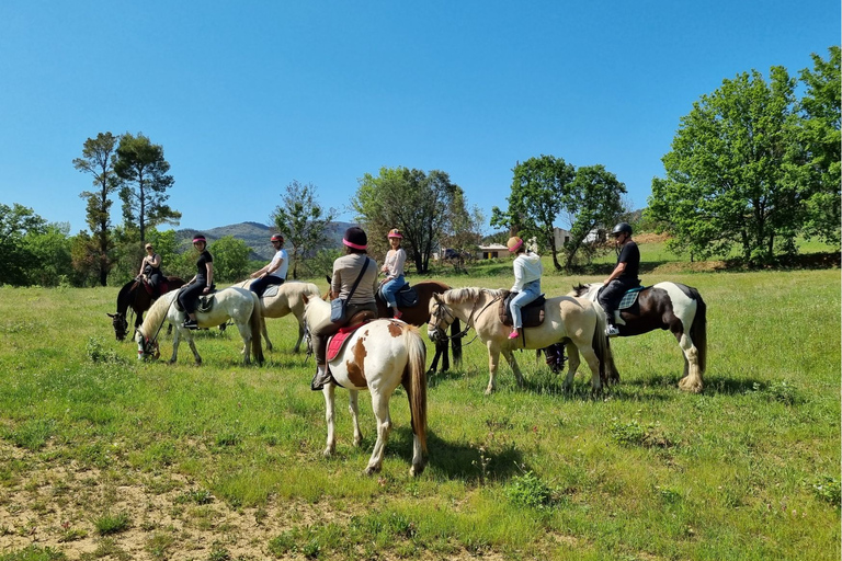 Grimaud: Horseback Riding & Wine Tasting in Maures Forest Horse back riding + wine tasting in the Maures Forest