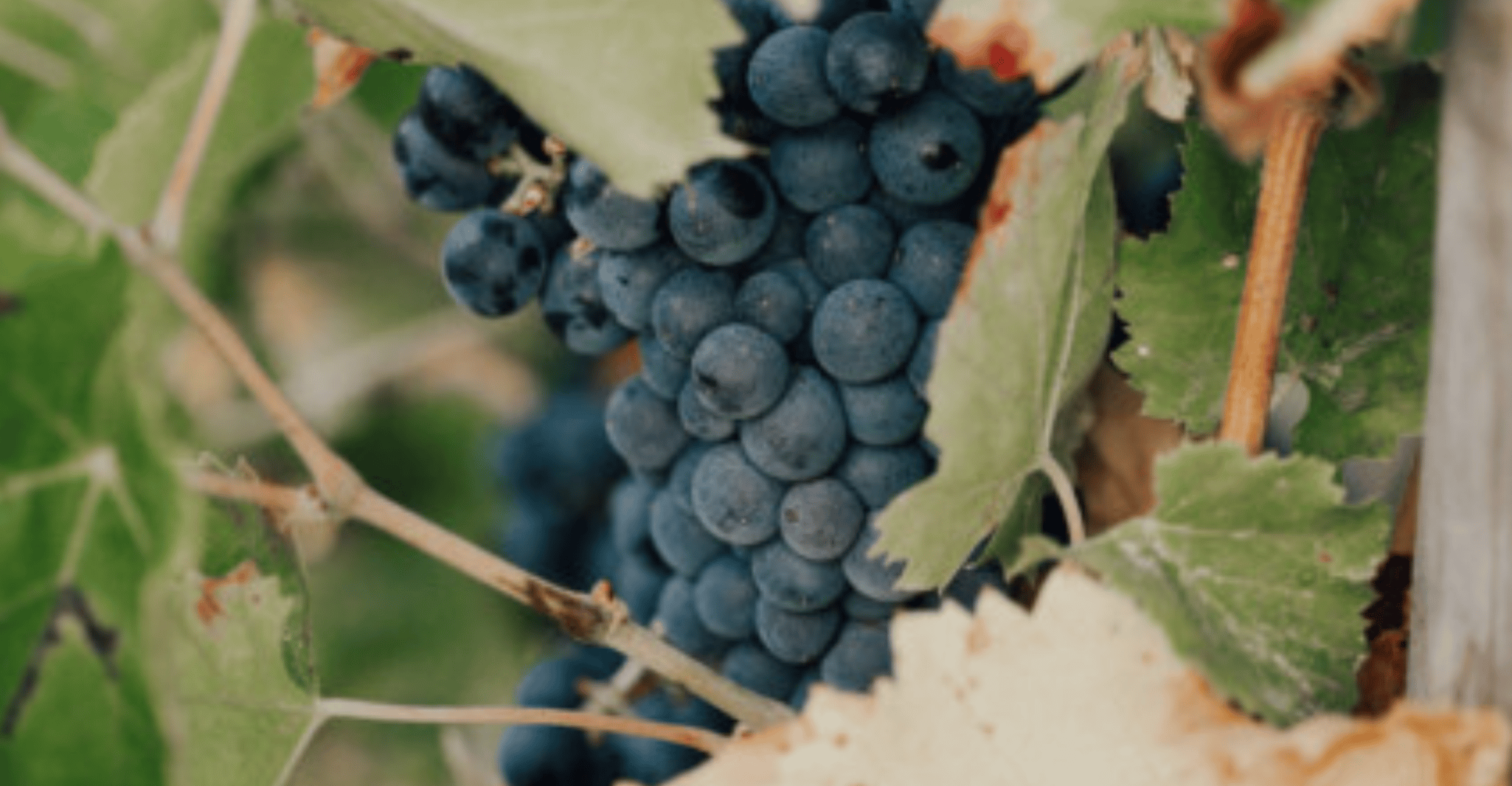 Montar a caballo + cata de vinos en el bosque de Maures - Hizvo
