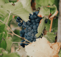 Reiten + Weinprobe im Maures Forest - Hizvo
