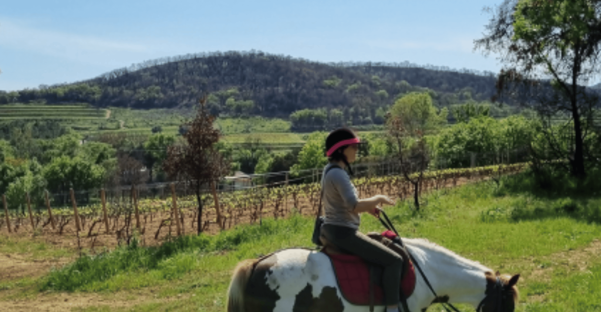 Montar a caballo + cata de vinos en el bosque de Maures - Hizvo