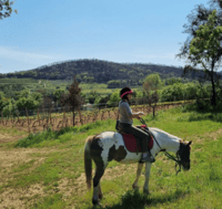 Reiten + Weinprobe im Maures Forest - Hizvo