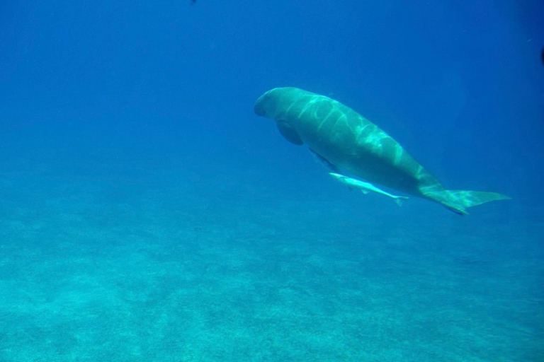 Hurghada: Royal Seascope ubåtskryssning med snorkelstopp