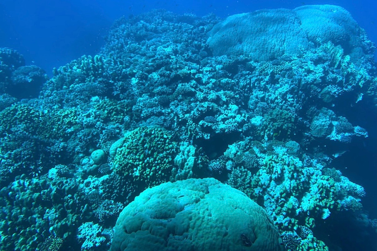 Submarino Royal Seascope Sharm