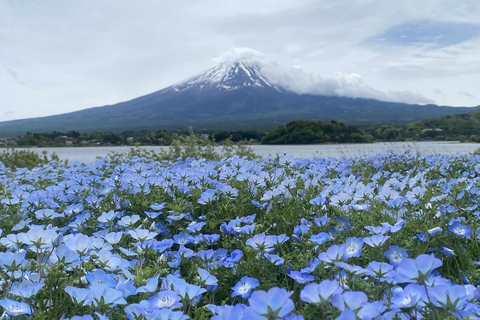 Fuji: kultur, skog och utsikt – privat skräddarsydd turFuji-kultur, skog och naturskön utsikt: Privat skräddarsydd tur