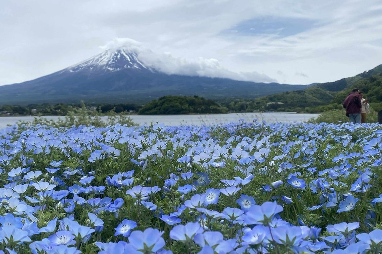 Fuji: kultur, skog och utsikt – privat skräddarsydd turFuji-kultur, skog och naturskön utsikt: Privat skräddarsydd tur