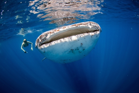 Excursion de plongée avec masque et tuba pour les requins-baleines au départ de Cancun et Riviera MayaOption standard