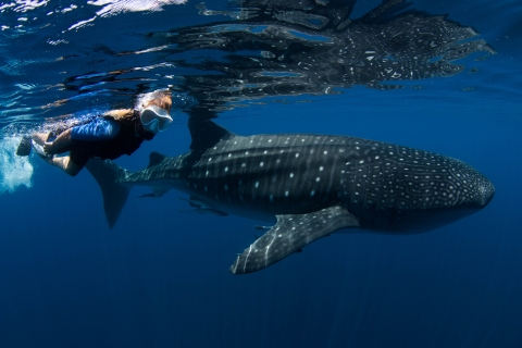 Wycieczka z nurkowaniem z rekinami wielorybimi z Cancun i Riviera MayaOpcja standardowa