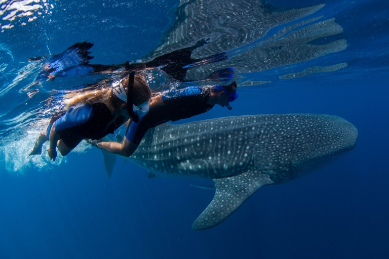 Walvishaai-snorkeltour vanuit Cancun en Riviera MayaStandaard Optie