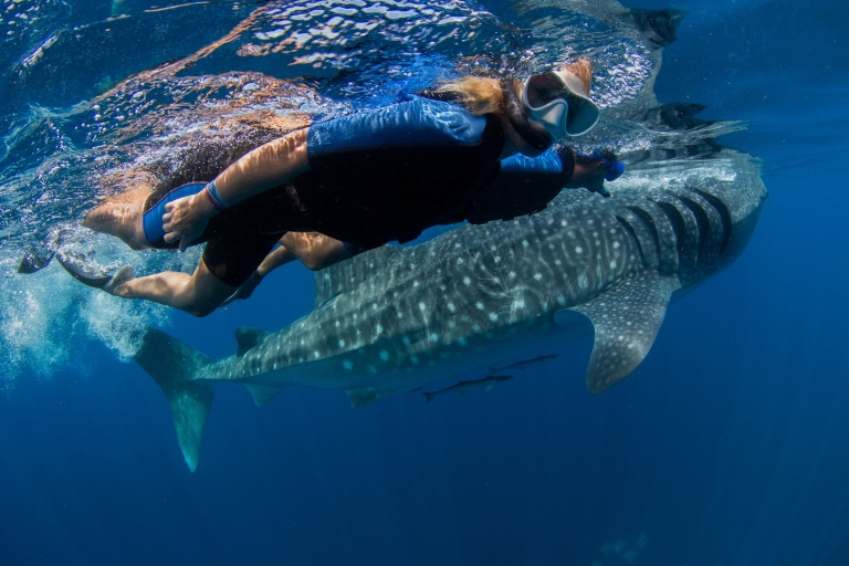Excursión de Snorkel con Tiburón Ballena desde Cancún y Riviera MayaOpción Estándar