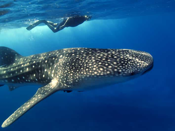 From Cancunriviera Maya Guided Whale Shark Snorkeling Tour Getyourguide 0060