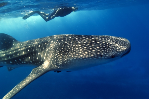 Wycieczka z nurkowaniem z rekinami wielorybimi z Cancun i Riviera MayaOpcja standardowa
