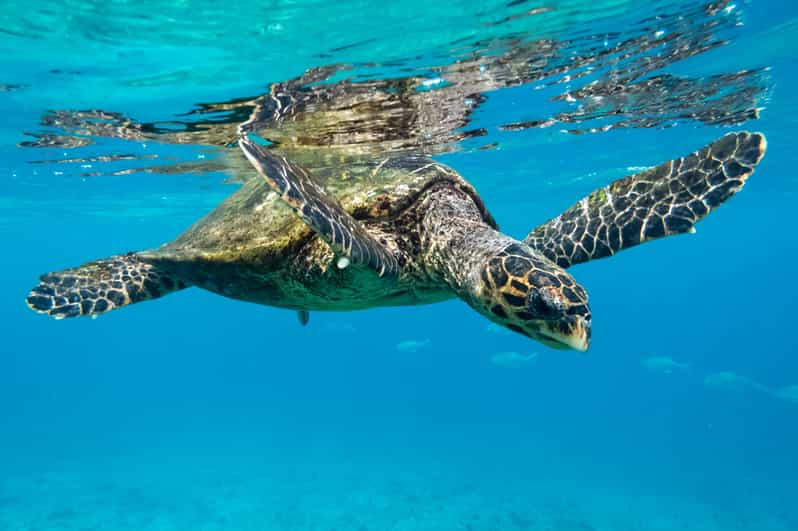 Marsa Alam: Snorkeling with Sea Turtles by Luxury Cruise | GetYourGuide