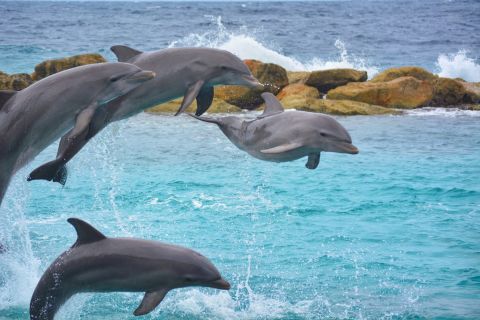 Marsa Alam: Sataya Swim with Dolphins Cruise with Snorkeling