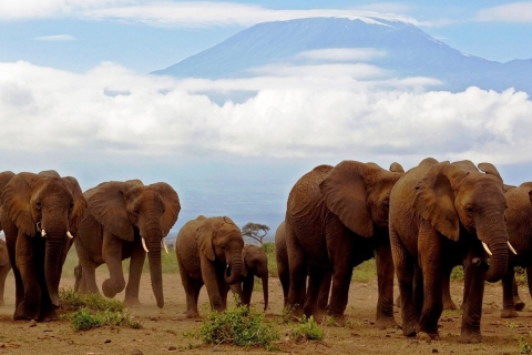 Excursion d'une journée dans le parc national d'Amboseli au départ de NairobiOption standard