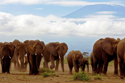 Excursion d'une journée dans le parc national d'Amboseli au départ de NairobiOption standard