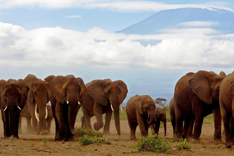 Excursión de un día al Parque Nacional Amboseli desde NairobiOpción Estándar