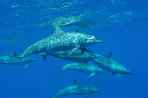 Hurghada snorkeltrip met lunch