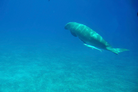 Excursion de plongée en apnée à Hurghada avec déjeuner