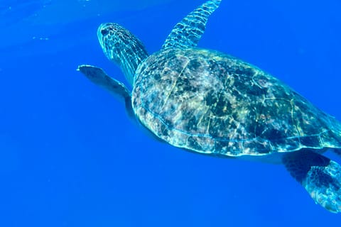 Abades: Guided Snorkeling Tour with Photos