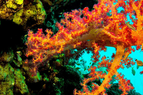 Private: Punta Cana: Reef Diving Adventure with Hotel Pickup