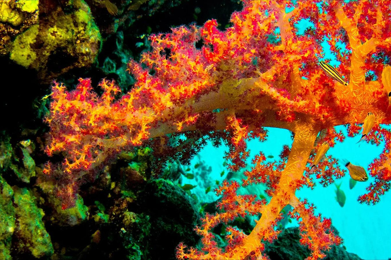 Private: Punta Cana: Reef Diving Adventure with Hotel Pickup