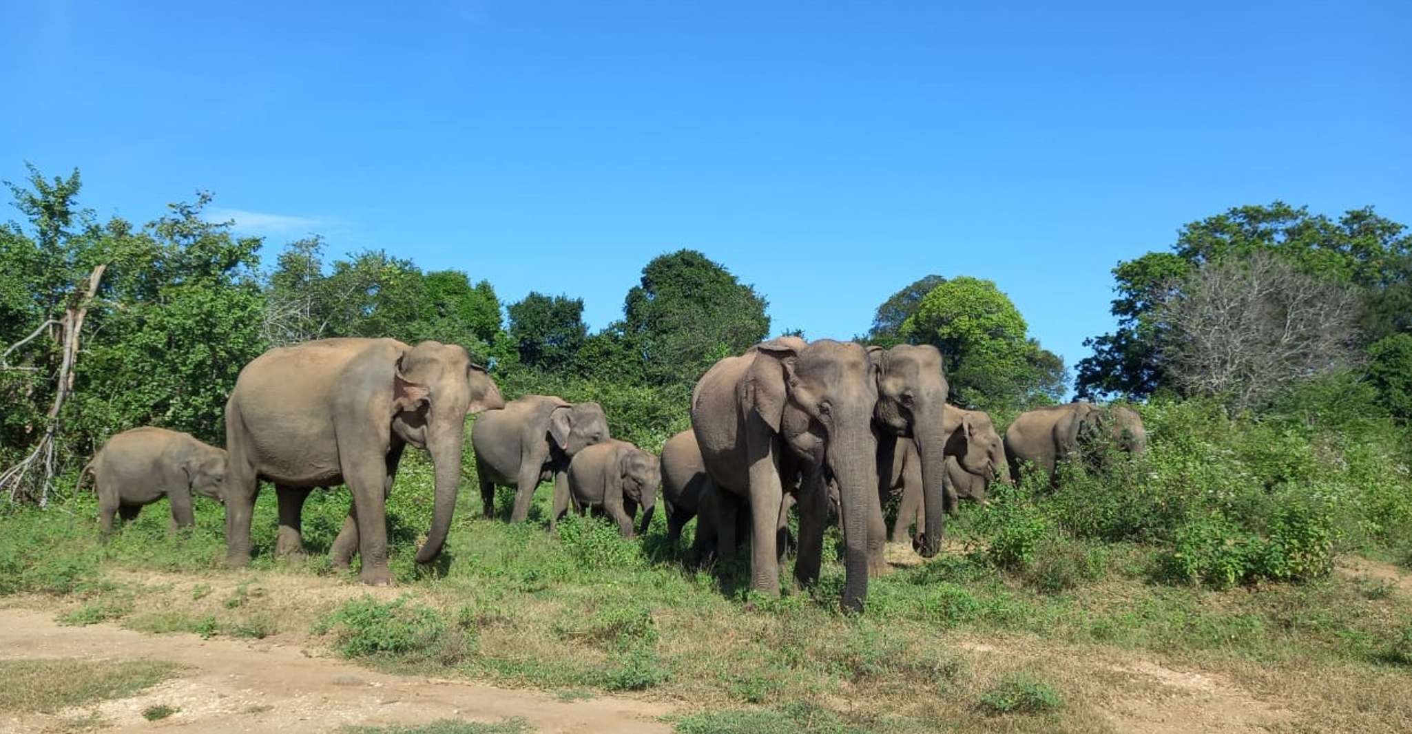 Udawalawe National Park, Entry Ticket & Half-Day Safari Tour - Housity