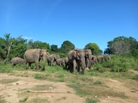 Parc national d'Udawalawe, billet d'entrée et visite de safari d'une demi-journée - Housity