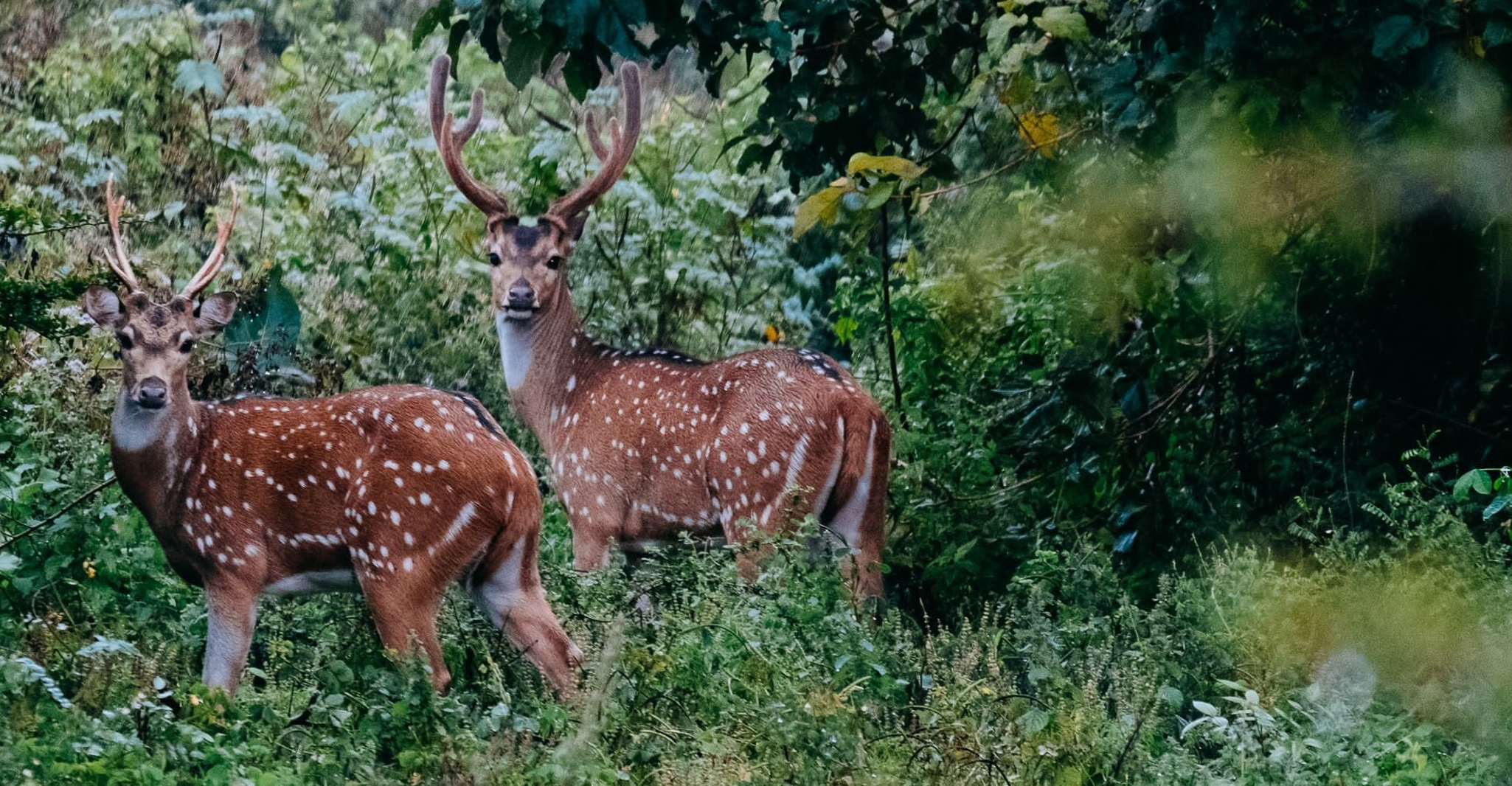 Udawalawe National Park, Entry Ticket & Half-Day Safari Tour - Housity