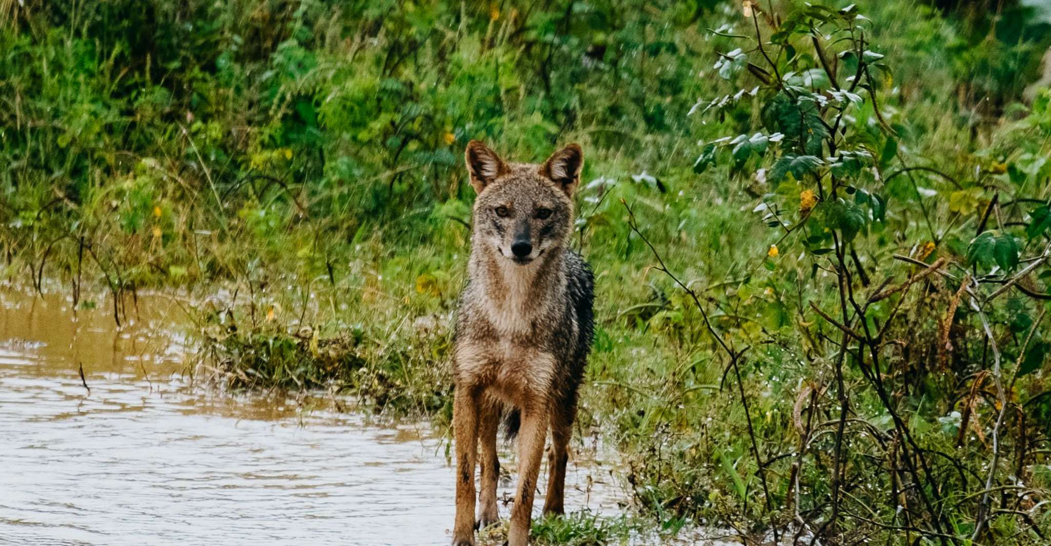 Udawalawe National Park, Entry Ticket & Half-Day Safari Tour - Housity