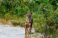 Parc national d'Udawalawe, billet d'entrée et visite de safari d'une demi-journée - Housity