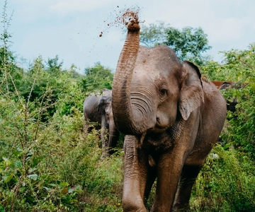 Udawalawe National Park: Half-Day Safari Tour