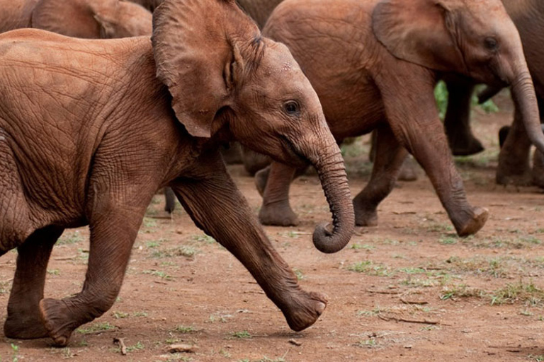 Nairobi tour to David Sheldrick wildlife trust. Standard Option