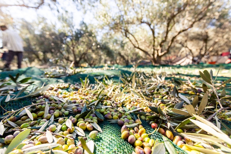 Korinth Sehenswürdigkeiten und Olivenölverkostung ab AthenStandard Option