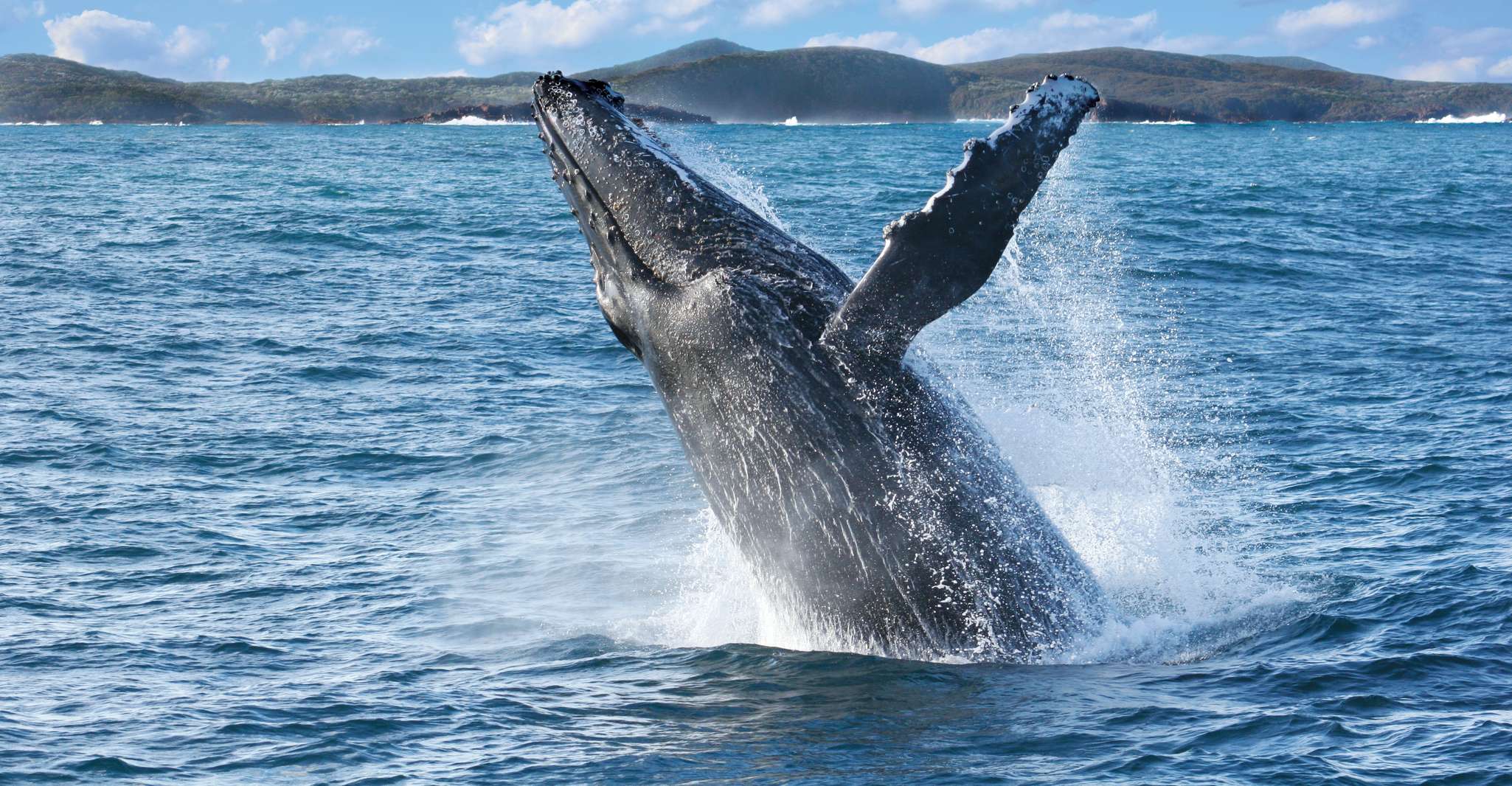 Port Stephens: 2.5-Hour Whale Watching & Outer Island Cruise