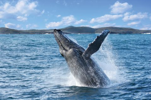 Port Stephens: 2.5-Hour Whale Watching & Outer Island Cruise