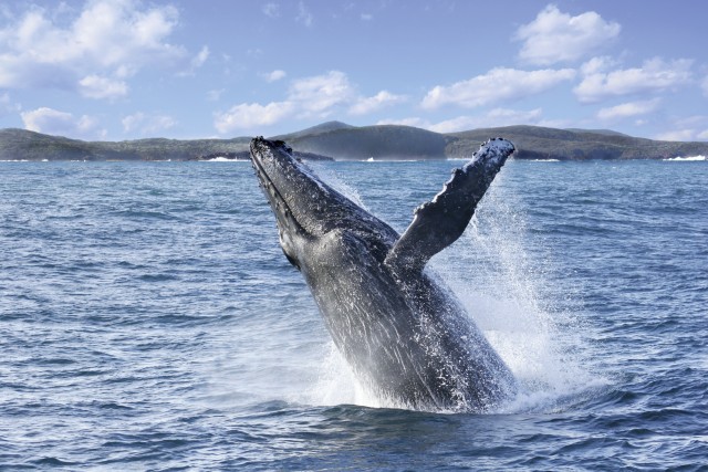 Visit Port Stephens 2.5-Hour Whale Watching & Outer Island Cruise in Yuhua Gardens