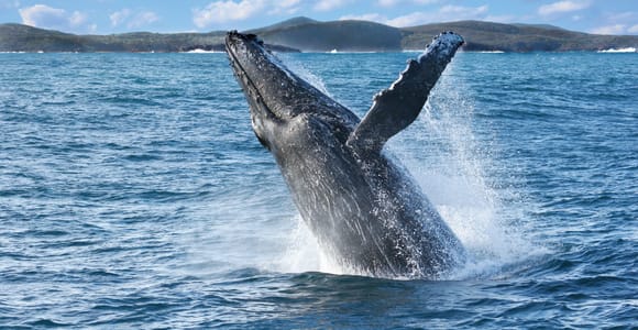 Port Stephens: 2.5-Hour Whale Watching & Outer Island Cruise