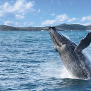 Port Stephens: 2.5-Hour Whale Watching & Outer Island Cruise
