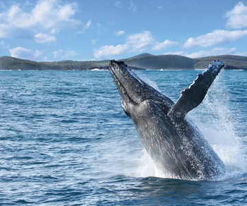 Port Stephens: 2.5-Hour Whale Watching & Outer Island Cruise