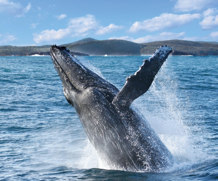 Port Stephens: 2,5 tunnin valaidenbongaus- ja ulkosaarten risteilyretki