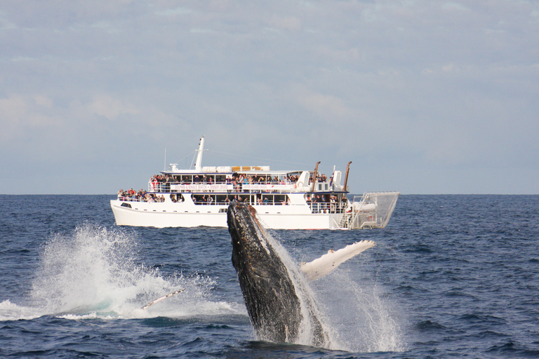 Port Stephens: 2.5-Hour Whale Watching & Outer Island Cruise Whale Watching Cruise