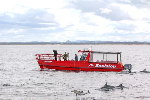 Nelson Bay: 1 timmes delfinskådning Express
