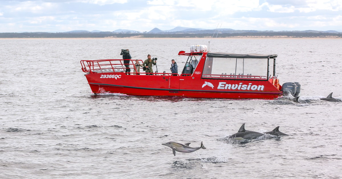 Nelson Bay 1hr Dolphin Watch Express GetYourGuide