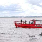 Port Stephens: 1-hour Dolphin Watch Express